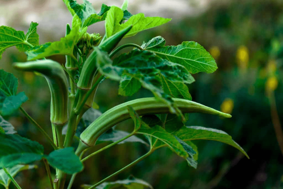 okra vegetable 