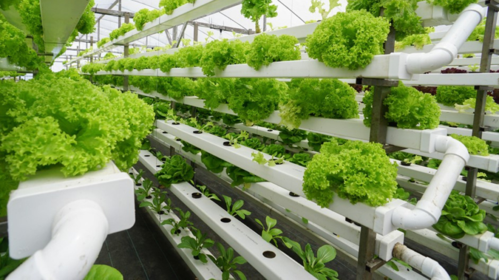fresh-organic-vegetable-grown-using-aquaponics-system